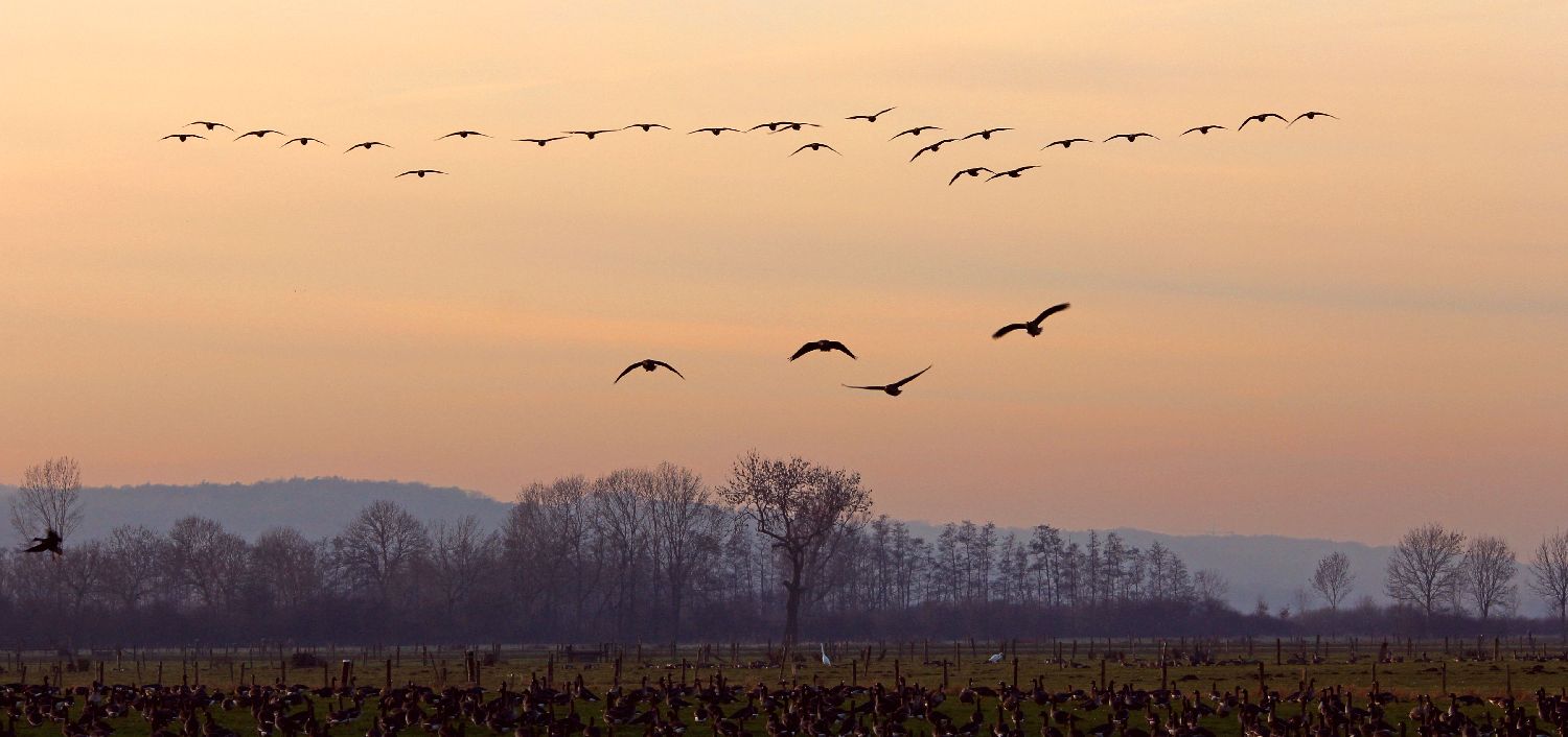 Wildgänse beim abendlichen Schlafplatzeinflug